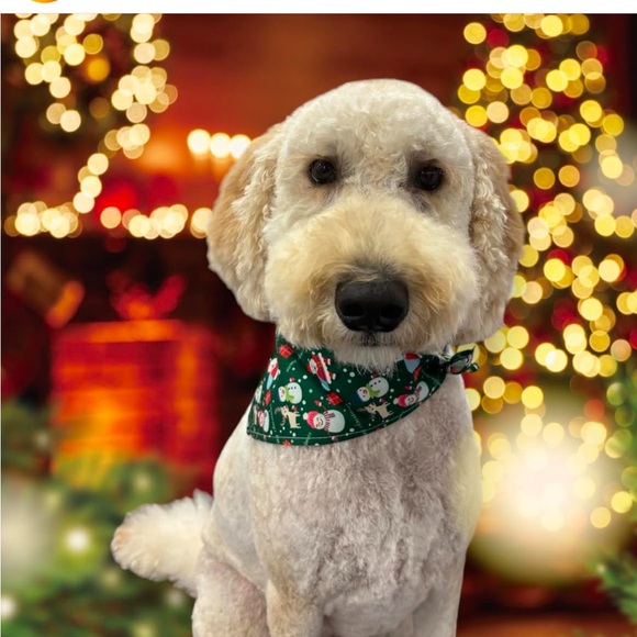 Meet your Posher, Laura - Picture 4 of 4